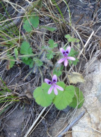 Pelargonium columbinum